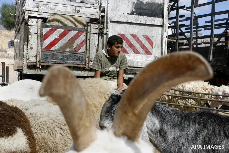 A Palestinian youth sells goats at a livestock market, days before the major Muslim festival of Eid al-Adha, in Khan Younis in the southern Gaza Strip on October 1, 2014. During the first week of October, Muslims across...