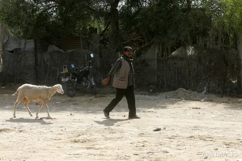 A Palestinian man leads a goat at a livestock market, days before the major Muslim festival of Eid al-Adha, in Khan Younis in the southern Gaza Strip on October 1, 2014. During the first week of October, Muslims across t...
