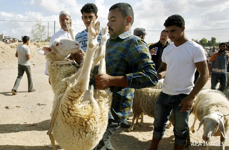 A Palestinian man carries a goat for sale at a livestock market, days before the major Muslim festival of Eid al-Adha, in Khan Younis in the southern Gaza Strip on October 1, 2014. During the first week of October, Musli...