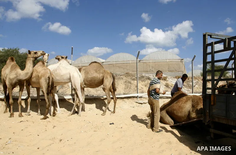 Palestinians sell camels at a livestock market, days before the major Muslim festival of Eid al-Adha, in Khan Younis in the southern Gaza Strip on October 1, 2014. During the first week of October, Muslims across the wor...