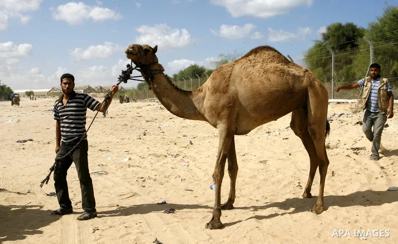 A Palestinian man leads a camel at a livestock market, days before the major Muslim festival of Eid al-Adha, in Khan Younis in the southern Gaza Strip on October 1, 2014. During the first week of October, Muslims across...