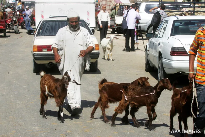 A Palestinian man leads goats at a livestock market, days before the major Muslim festival of Eid al-Adha, in Khan Younis in the southern Gaza Strip on October 1, 2014. During the first week of October, Muslims across th...