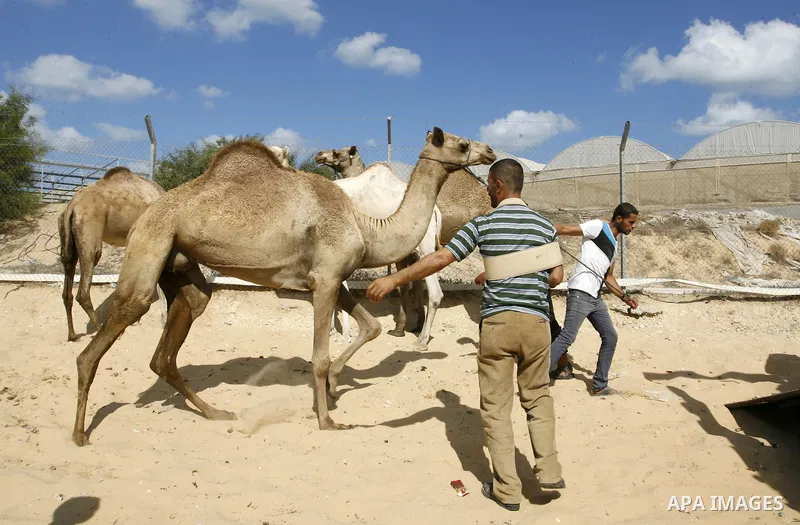 Palestinians sell camels at a livestock market, days before the major Muslim festival of Eid al-Adha, in Khan Younis in the southern Gaza Strip on October 1, 2014. During the first week of October, Muslims across the wor...