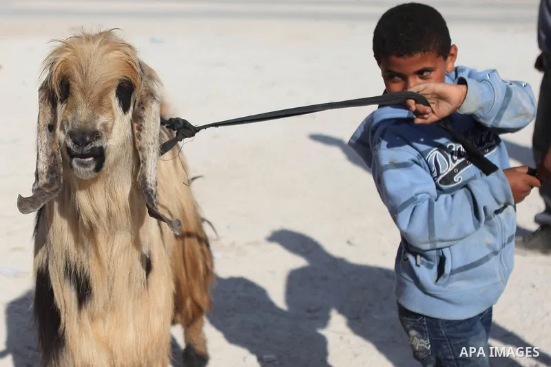 A Palestinian boy plays with a goat for sale at a livestock market, days before the major Muslim festival of Eid al-Adha, in the West Bank city of Ramallah on October 2, 2014. During the first week of October, Muslims ac...