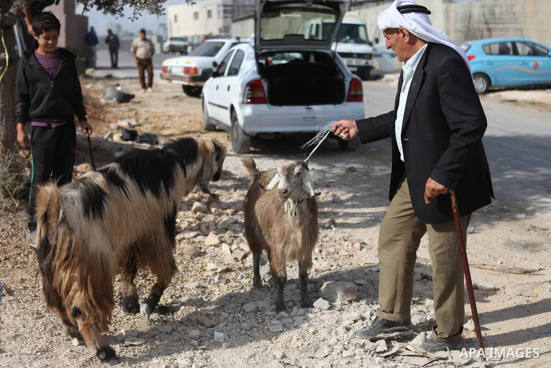 A Palestinian man leads goats at a livestock market, days before the major Muslim festival of Eid al-Adha, in the West Bank city of Ramallah on October 2, 2014. During the first week of October, Muslims across the world...