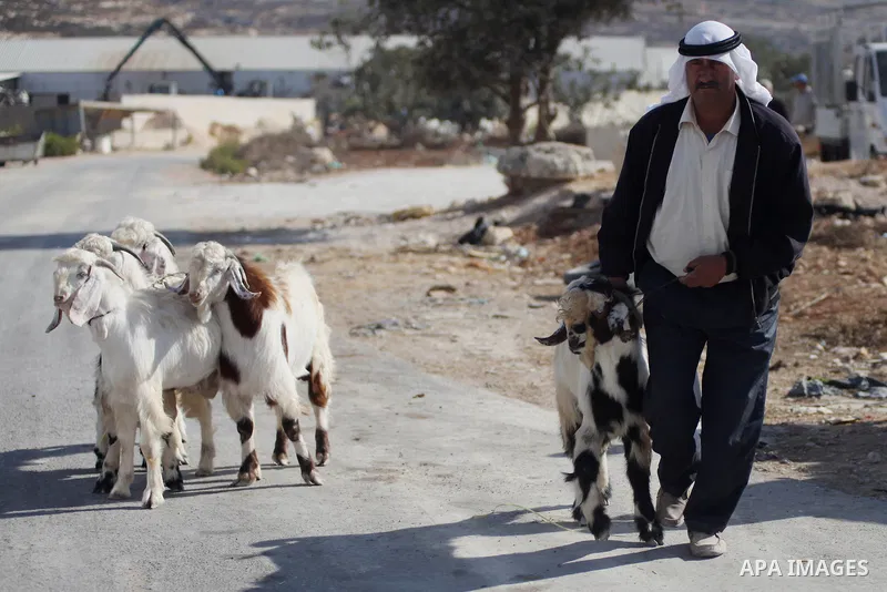 A Palestinian man leads goats at a livestock market, days before the major Muslim festival of Eid al-Adha, in the West Bank city of Ramallah on October 2, 2014. During the first week of October, Muslims across the world...
