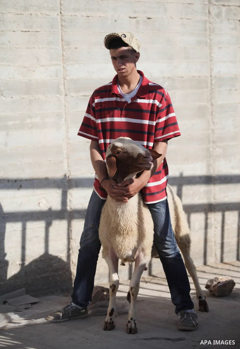 A Palestinian man leads goats at a livestock market, days before the major Muslim festival of Eid al-Adha, in the West Bank city of Ramallah on October 2, 2014. During the first week of October, Muslims across the world...