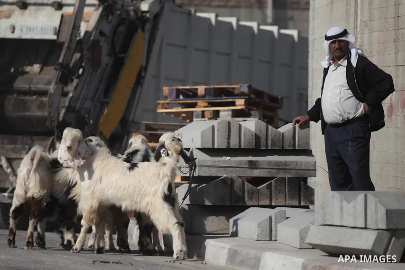 A Palestinian man leads goats at a livestock market, days before the major Muslim festival of Eid al-Adha, in the West Bank city of Ramallah on October 2, 2014. During the first week of October, Muslims across the world...