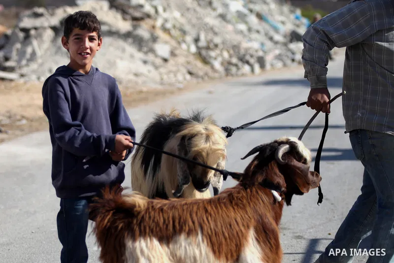 A Palestinian man leads goats at a livestock market, days before the major Muslim festival of Eid al-Adha, in the West Bank city of Ramallah on October 2, 2014. During the first week of October, Muslims across the world...
