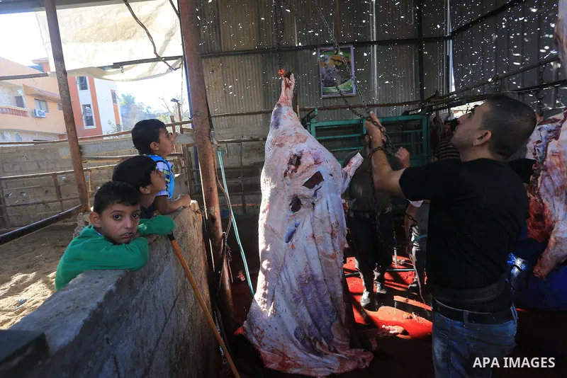 Palestinian butchers cut the meat of a cow after slaughtered on the first day of Eid al-Adha or or the feast of sacrifice, in Gaza city on October 4, 2014. Muslims around the world are celebrating Eid al-Adha, the Festiv...