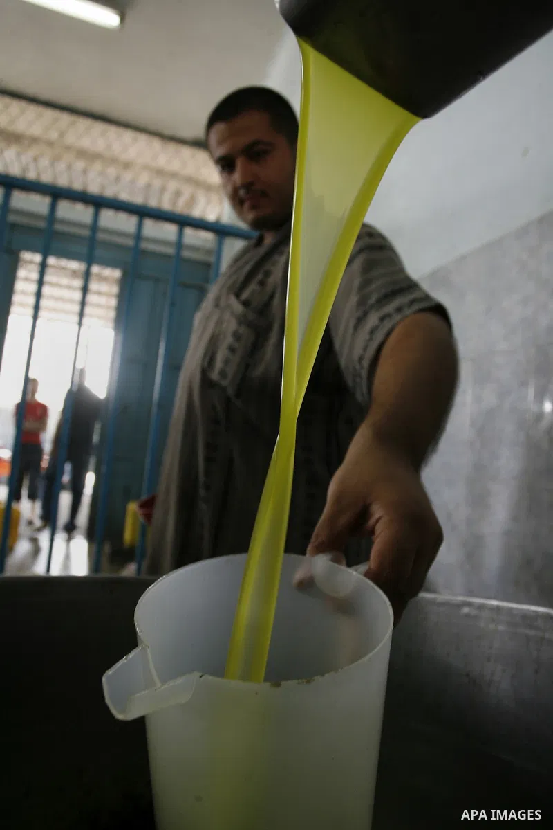 A Palestinian worker presses olives at a traditional stone press in Rafah in southern Gaza Strip on Oct. 11, 2014. Farmers are harvesting their olives from mid-October until the start of November this year. Photo by Abed...