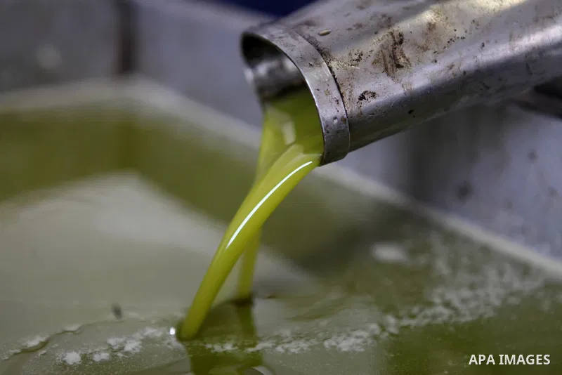 Fresh oil is seen at after crush olive at a traditional stone press in the village of Deir Bzeigh near the West Bank city of Ramallah, 15 October 2014. Regional farmers are harvesting their olives this year from mid-Octo...
