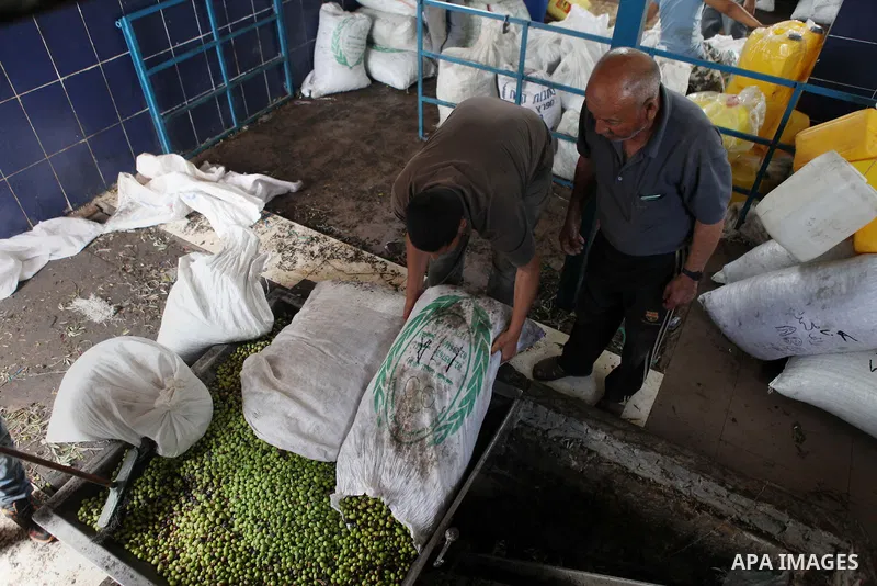 Palestinians prepare their olives to crush at a traditional stone press in the village of Deir Bzeigh near the West Bank city of Ramallah, 15 October 2014. Regional farmers are harvesting their olives this year from mid-...