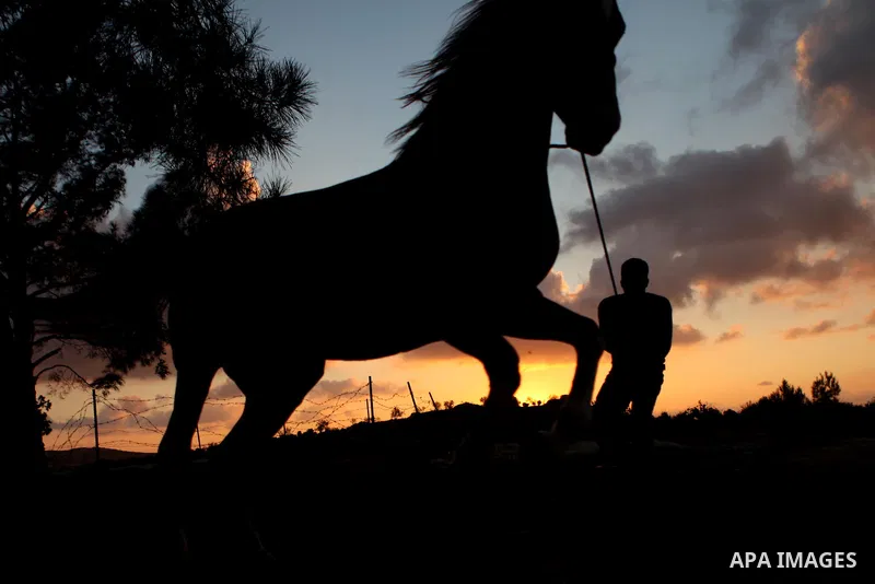 A Palestinian youth plays with his horse during the sunset, in the village of Sinjel, near the West Bank city of Ramallah, October 16, 2014. Photo by Shadi Hatem