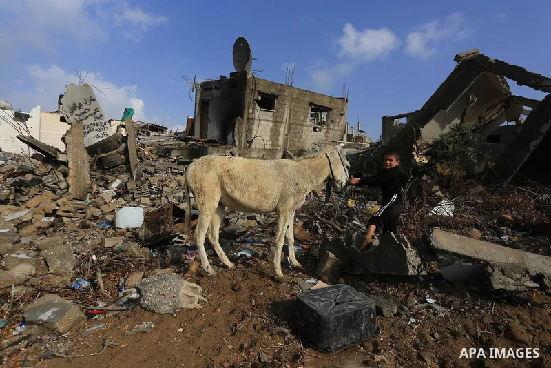 A Palestinian boy plays with his donkey near the ruins of houses that witnesses said were destroyed during a seven-week Israeli offensive, on a rainy day in the east of Gaza City October 19, 2014. An open-ended ceasefire...