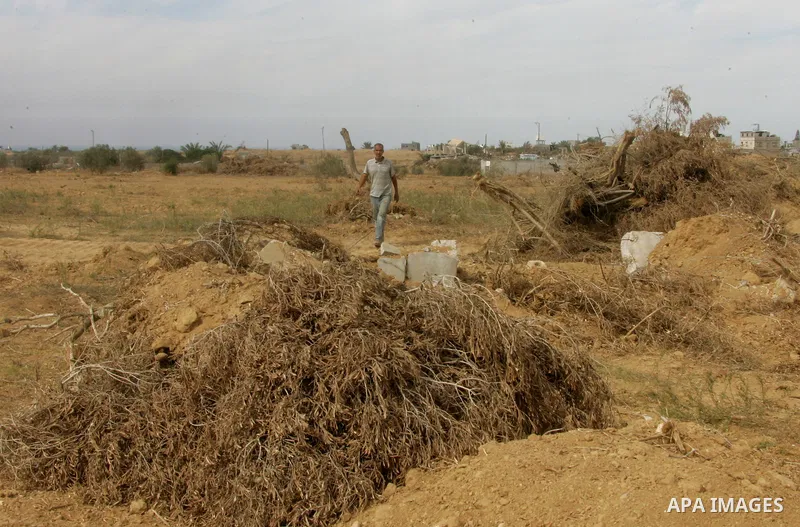 A Palestinian man pick up branches as the International Committee of the Red Cross (ICRC) assists Palestinian farmers to repair their fields that were devastated during the Israeli army summer's military offensive on the...