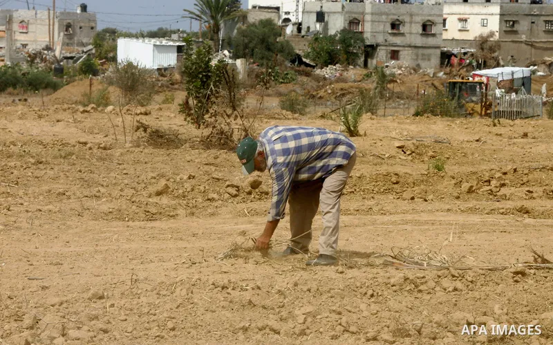 A Palestinian man pick up branches as the International Committee of the Red Cross (ICRC) assists Palestinian farmers to repair their fields that were devastated during the Israeli army summer's military offensive on the...