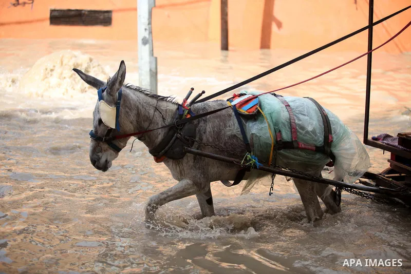 Palestinians ride a donkey cart as they make their way through a flooded street during heavy rains in Gaza City on November 27, 2014 as a fierce winter storm which has been battering the region for the past four days. Ph...