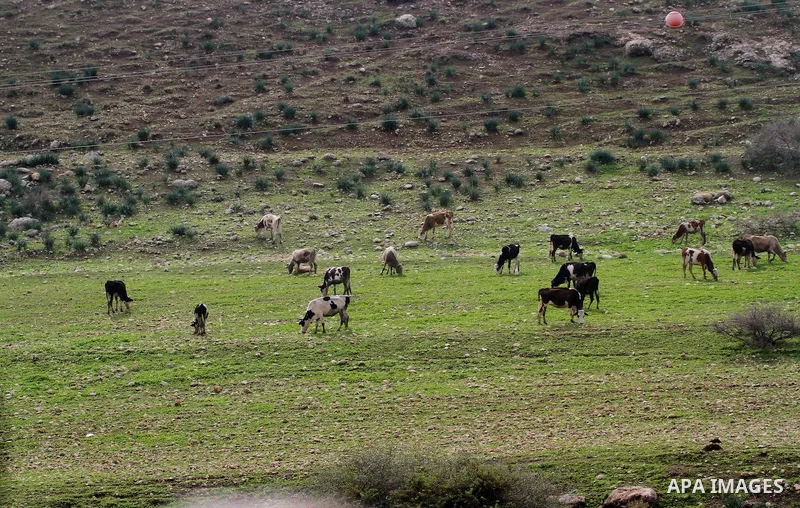Flock of sheep are seen in the Jordan Valley near West Bank city of Jericho on November 29, 2014. Photo by Shadi Hatem