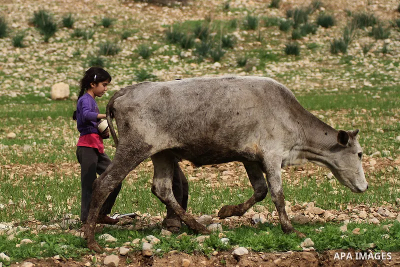 A female Bedouin shepherd walks with her cow in the Jordan Valley near West Bank city of Jericho on November 29, 2014. Photo by Shadi Hatem