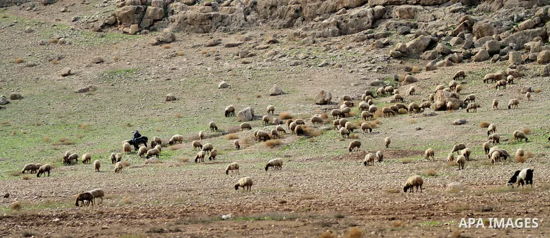 Flock of sheep are seen in the Jordan Valley near West Bank city of Jericho on November 29, 2014. Photo by Shadi Hatem