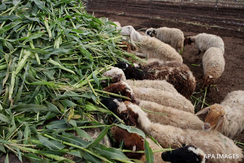Flock of sheep are seen in the Jordan Valley near West Bank city of Jericho on November 29, 2014. Photo by Shadi Hatem