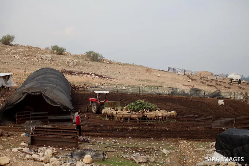 Flock of sheep and shepherd in the Jordan Valley near West Bank city of Jericho on November 29, 2014. Photo by Shadi Hatem