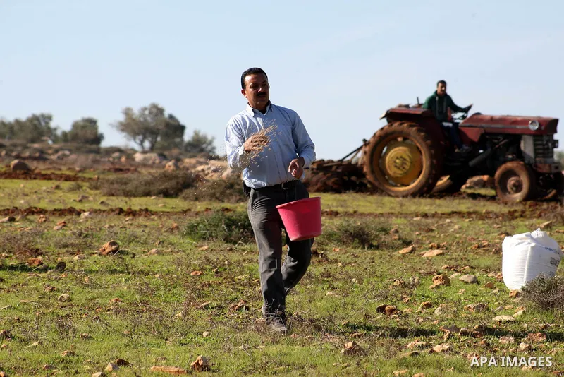 Palestinian farmers work at their field in Salem village, near the West Bank city of Nablus, December 5, 2014. Many groves are effectively off limits to Palestinians or threatened with expropriation or access is highly r...
