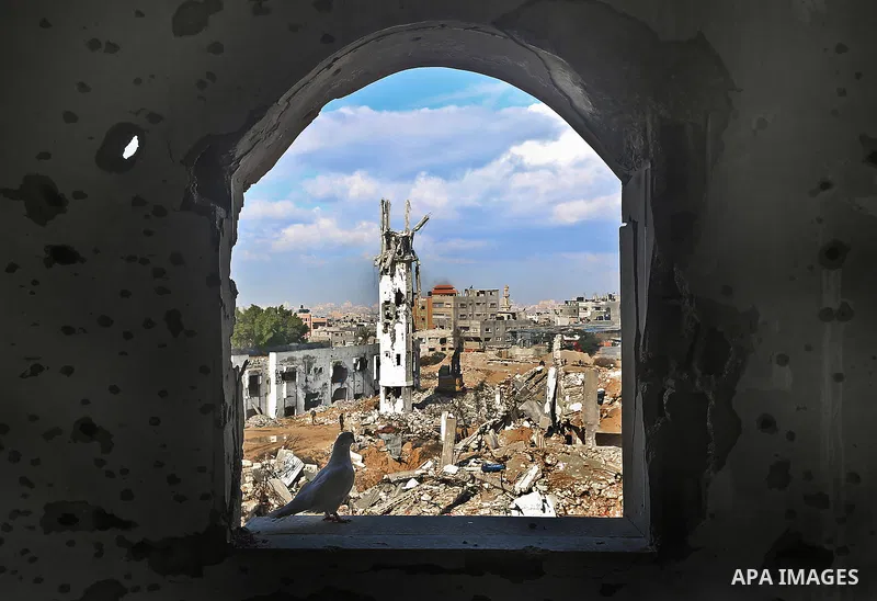 A white dove stands on the window of a destroyed house in front of the rubbles of houses which were destroyed by Israeli shelling during the recent offensive on Gaza Strip, in Shijaiyah neighborhood in the east of Gaza c...