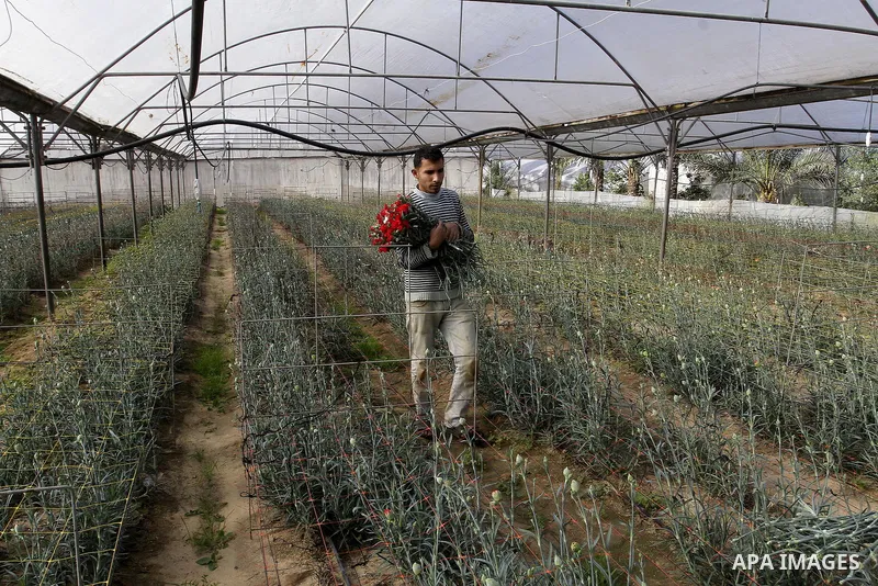 A Palestinian farmer harvests flowers at his farm in the southern Gaza Strip town of Rafah, on December 20, 2014. Farmers stopped planting flowers, due to the closure of the crossings, and Israel did not allow them to ex...