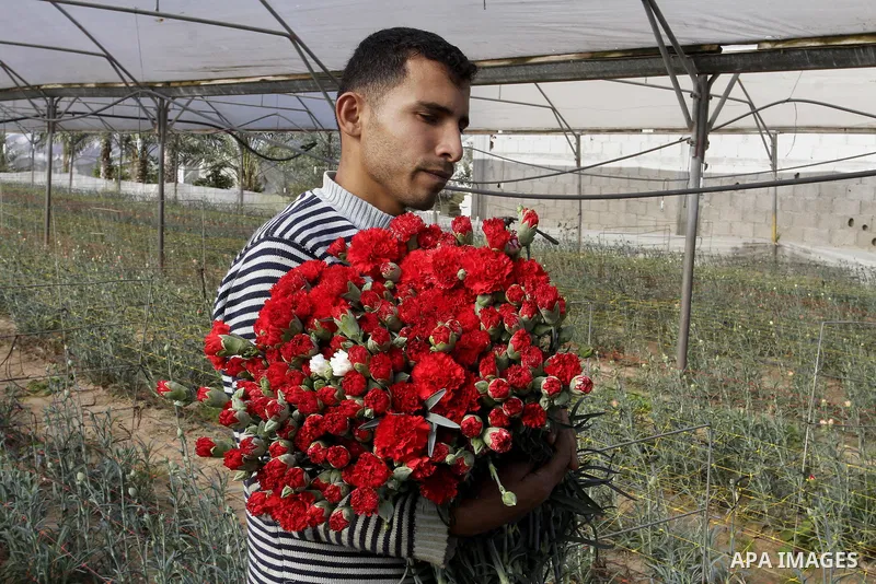 A Palestinian farmer harvests flowers at his farm in the southern Gaza Strip town of Rafah, on December 20, 2014. Farmers stopped planting flowers, due to the closure of the crossings, and Israel did not allow them to ex...