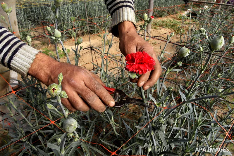 A Palestinian farmer harvests flowers at his farm in the southern Gaza Strip town of Rafah, on December 20, 2014. Farmers stopped planting flowers, due to the closure of the crossings, and Israel did not allow them to ex...