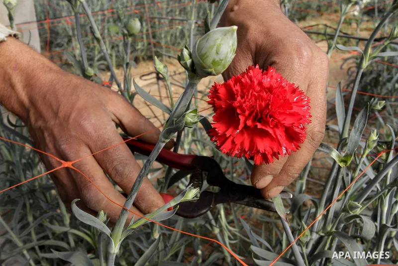 A Palestinian farmer harvests flowers at his farm in the southern Gaza Strip town of Rafah, on December 20, 2014. Farmers stopped planting flowers, due to the closure of the crossings, and Israel did not allow them to ex...