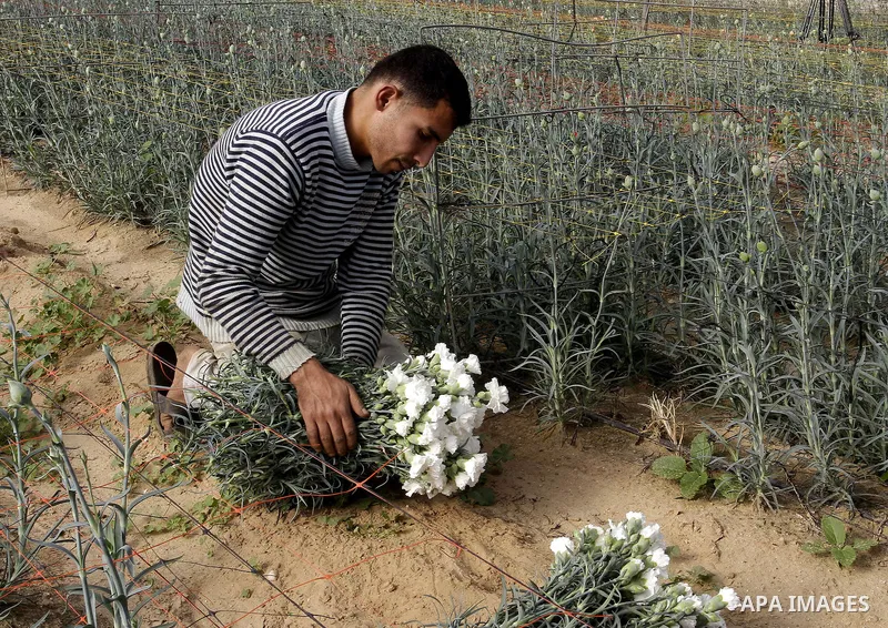 A Palestinian farmer harvests flowers at his farm in the southern Gaza Strip town of Rafah, on December 20, 2014. Farmers stopped planting flowers, due to the closure of the crossings, and Israel did not allow them to ex...