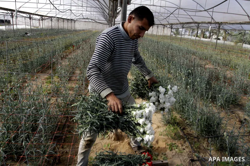 A Palestinian farmer harvests flowers at his farm in the southern Gaza Strip town of Rafah, on December 20, 2014. Farmers stopped planting flowers, due to the closure of the crossings, and Israel did not allow them to ex...