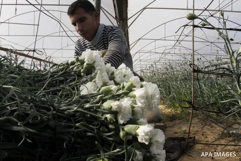 A Palestinian farmer harvests flowers at his farm in the southern Gaza Strip town of Rafah, on December 20, 2014. Farmers stopped planting flowers, due to the closure of the crossings, and Israel did not allow them to ex...