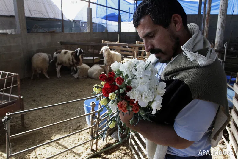 A Palestinian farmer harvests flowers at his farm in the southern Gaza Strip town of Rafah, on December 20, 2014. Farmers stopped planting flowers, due to the closure of the crossings, and Israel did not allow them to ex...