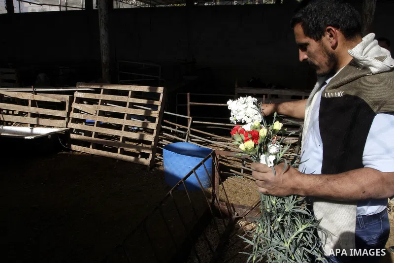 A Palestinian farmer harvests flowers at his farm in the southern Gaza Strip town of Rafah, on December 20, 2014. Farmers stopped planting flowers, due to the closure of the crossings, and Israel did not allow them to ex...