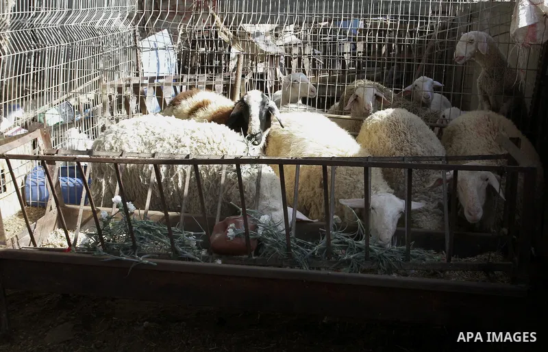 Sheeps eat flowers at farm in the southern Gaza Strip town of Rafah, on December 20, 2014. Farmers stopped planting flowers, due to the closure of the crossings, and Israel did not allow them to export to the outside wor...