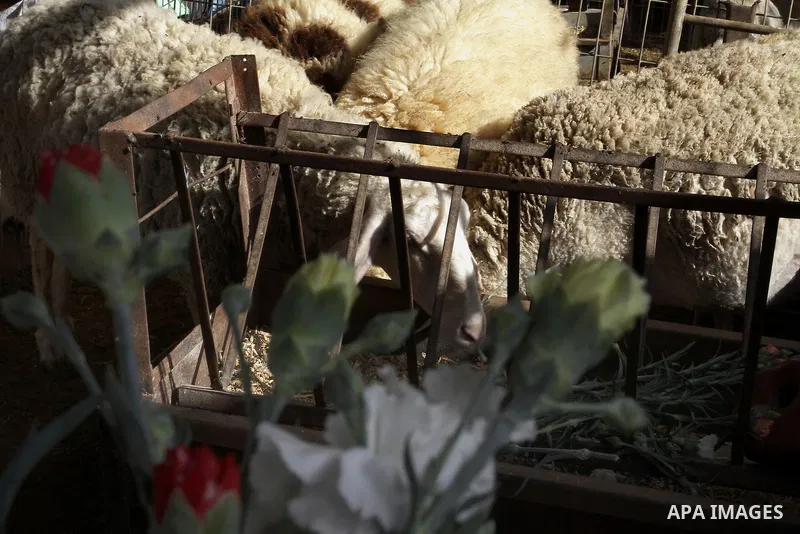 Sheeps eat flowers at farm in the southern Gaza Strip town of Rafah, on December 20, 2014. Farmers stopped planting flowers, due to the closure of the crossings, and Israel did not allow them to export to the outside wor...