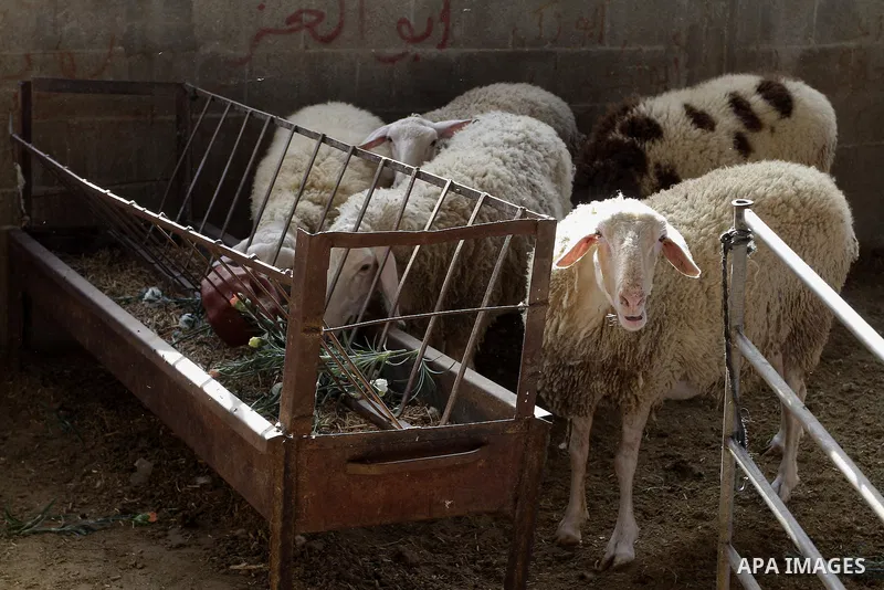 Sheeps eat flowers at farm in the southern Gaza Strip town of Rafah, on December 20, 2014. Farmers stopped planting flowers, due to the closure of the crossings, and Israel did not allow them to export to the outside wor...