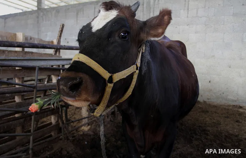A calf eats flowers at farm in the southern Gaza Strip town of Rafah, on December 20, 2014. Farmers stopped planting flowers, due to the closure of the crossings, and Israel did not allow them to export to the outside wo...
