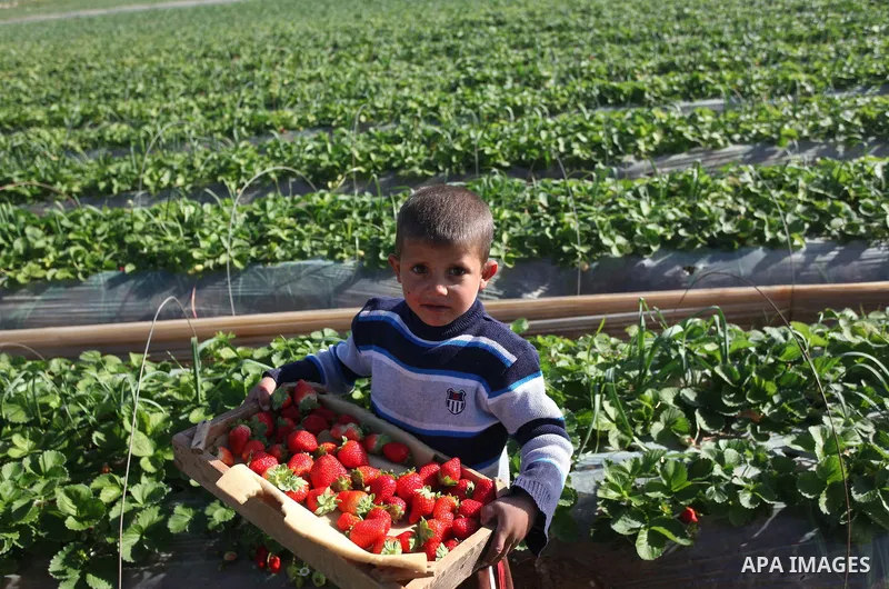 A Palestinian boy harvests strawberries from a field in Beit Lahia, in the northern Gaza Strip on December 29, 2014. Photo by Ashraf Amra
