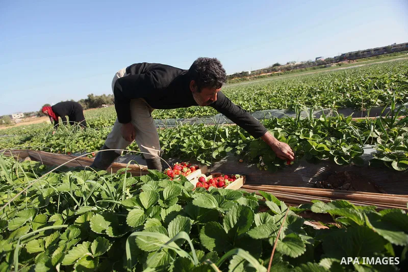 A Palestinian farmer harvests strawberries from a field in Beit Lahia, in the northern Gaza Strip, on December 29, 2014. Photo by Ashraf Amra