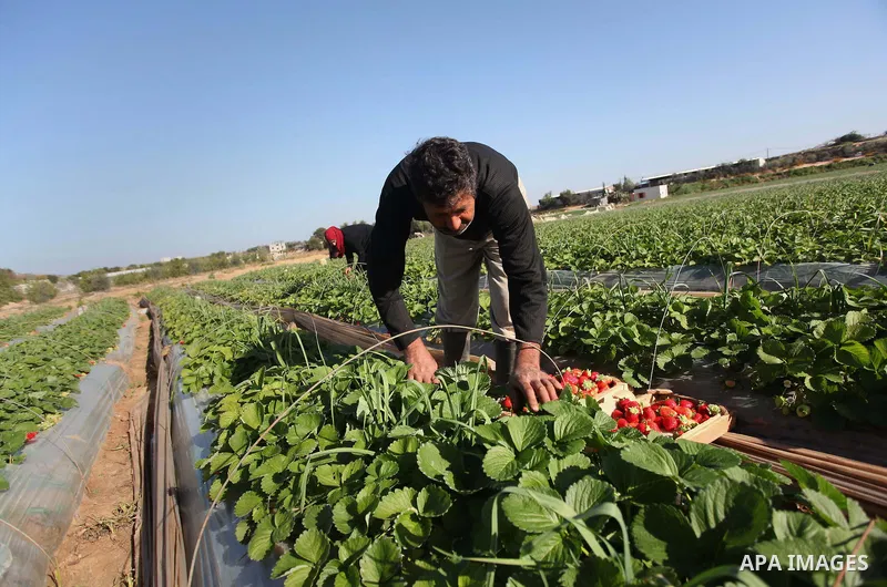A Palestinian farmer harvests strawberries from a field in Beit Lahia, in the northern Gaza Strip, on December 29, 2014. Photo by Ashraf Amra