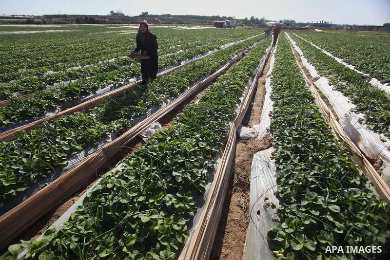 A Palestinian woman harvests strawberries from a field in Beit Lahia, in the northern Gaza Strip, on December 29, 2014. Photo by Ashraf Amra