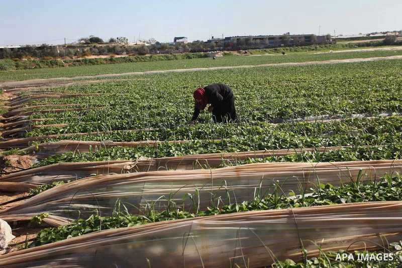 A Palestinian woman harvests strawberries from a field in Beit Lahia, in the northern Gaza Strip, on December 29, 2014. Photo by Ashraf Amra