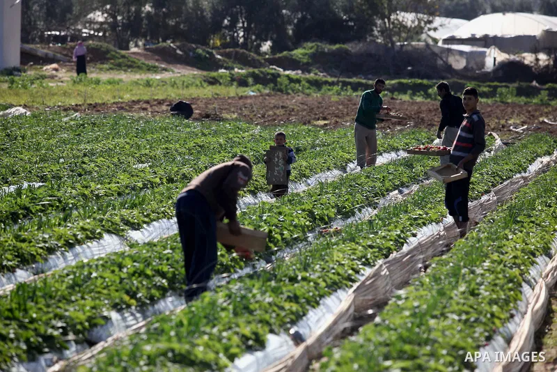Palestinian farmers pick strawberries in the northern Gaza Strip town of Beit Lahia on December 29, 2014. Photo by Ashraf Amra