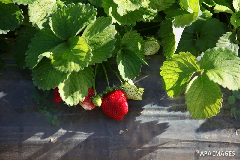 A Palestinian farmer harvests strawberries from a field in Beit Lahia, in the northern Gaza Strip, on December 29, 2014. Photo by Ashraf Amra