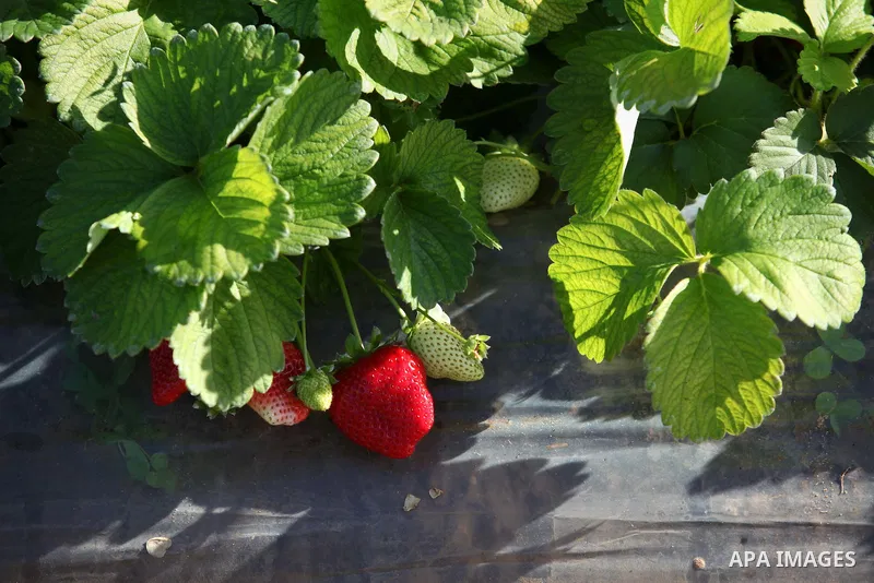 A Palestinian farmer harvests strawberries from a field in Beit Lahia, in the northern Gaza Strip, on December 29, 2014. Photo by Ashraf Amra